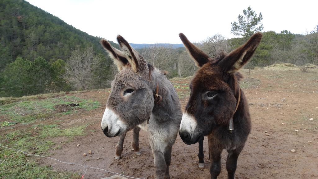 Masia Ca L'Anima Hotel La Baronia de Rialb Cameră foto