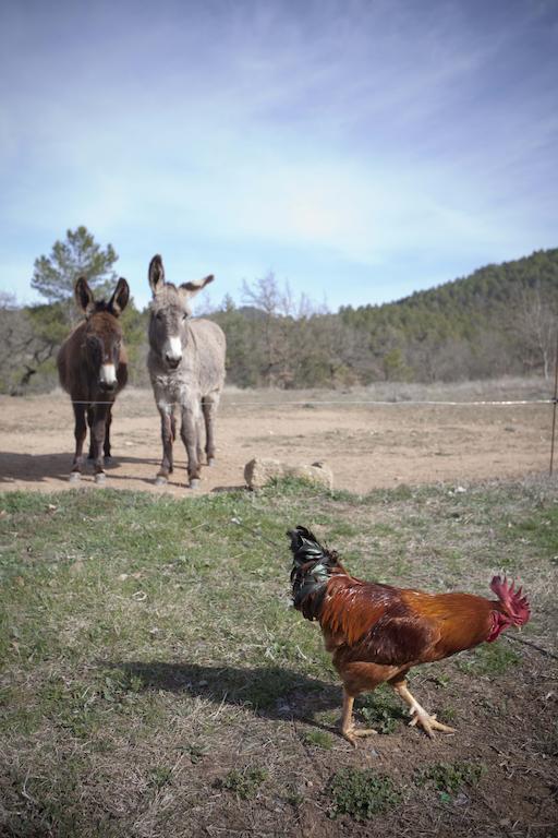 Masia Ca L'Anima Hotel La Baronia de Rialb Cameră foto