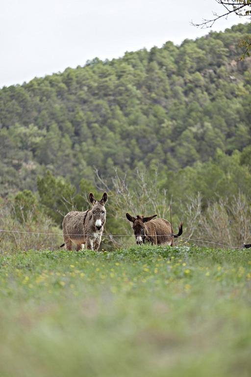 Masia Ca L'Anima Hotel La Baronia de Rialb Cameră foto